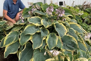 Gigantosaurus, Hosta